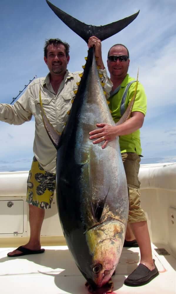 240 lb Monster yellowfin tuna being held by two anglers aboard the T.O.P. CAT