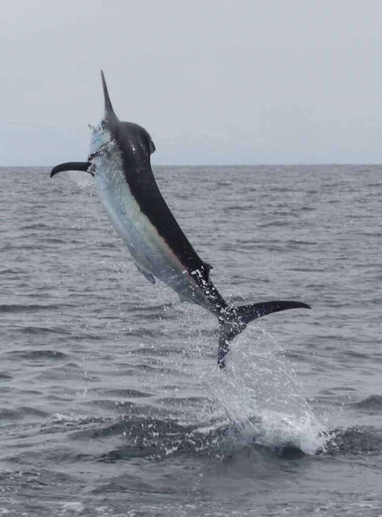 jumping black marlin hooked while fishing at the Sport Fish Panama Island Lodge