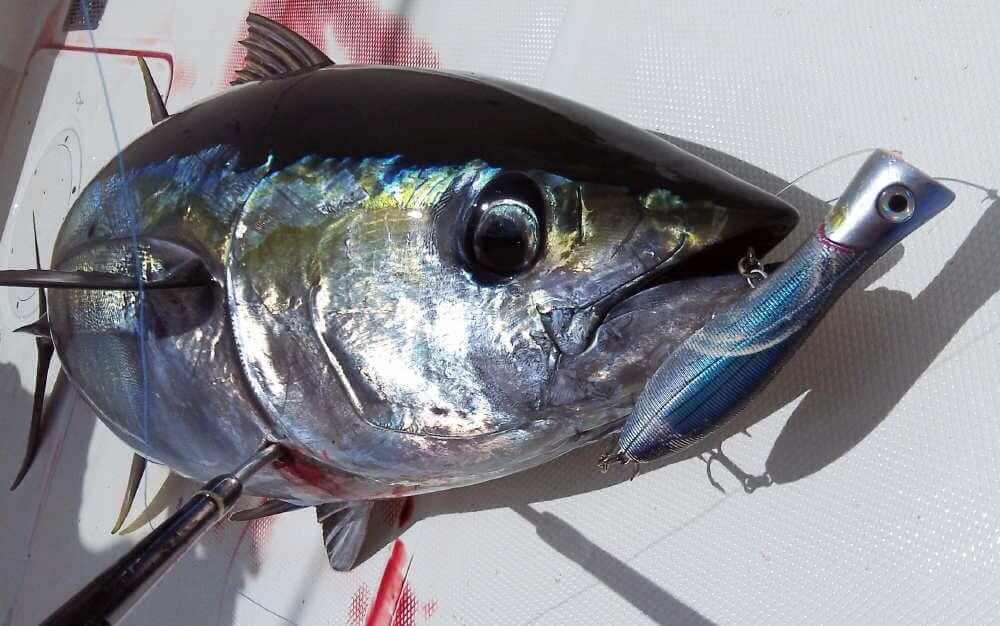 Yellowfin tuna with popper lure in mouth laying on boat deck