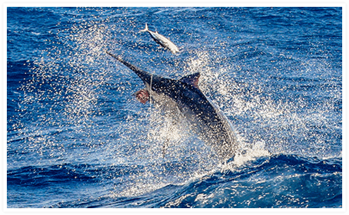 img-When Is the Best Time to Catch Marlin?