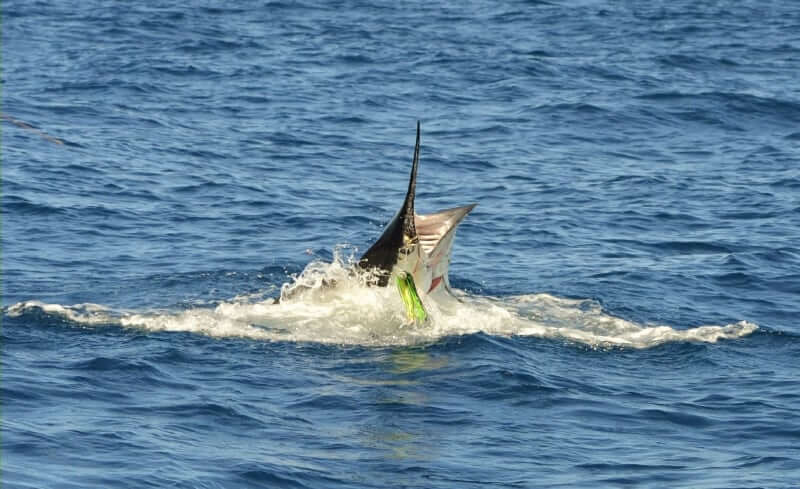 Hooked black marlin rising to the surface with lure in mouth