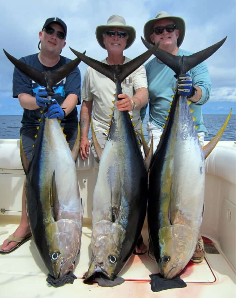 3 anglers posing for picture holding 3, hundred plus pound yellowfin tunas