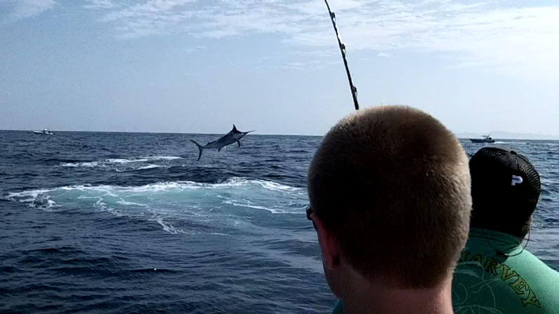 Hooked black marlin airborne in the Gulf of Chiriqui