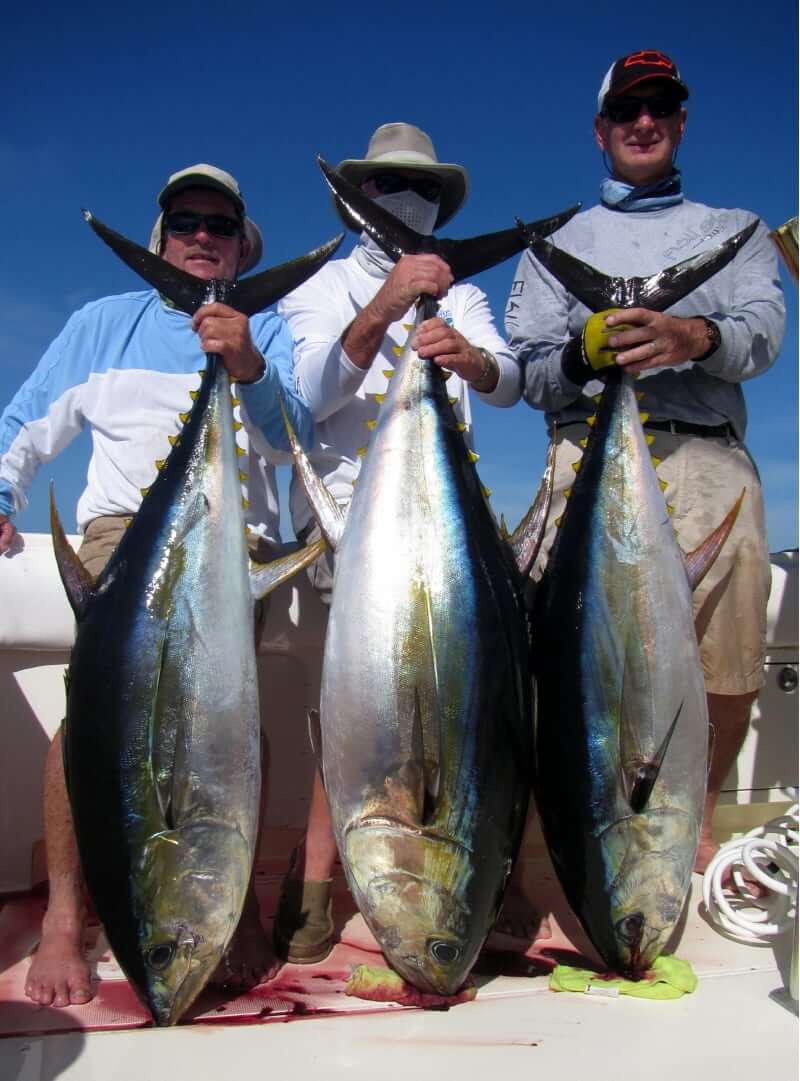 Clients at Sport Fish Panama Island Lodge holding large yellowfin tunas aboard the T.O.P CAT