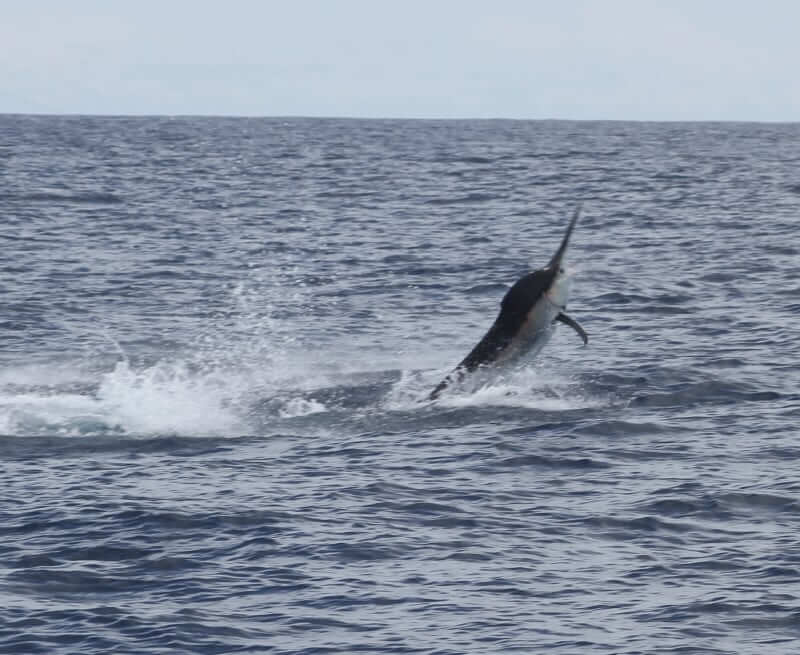 Black marlin trying to throw lure and jumping in Gulf of Chiriqui