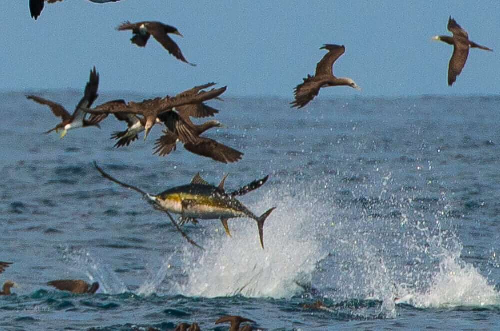 Airborne yellowfin tuna with birds circling in a Gulf of Chiriqui tuna boil