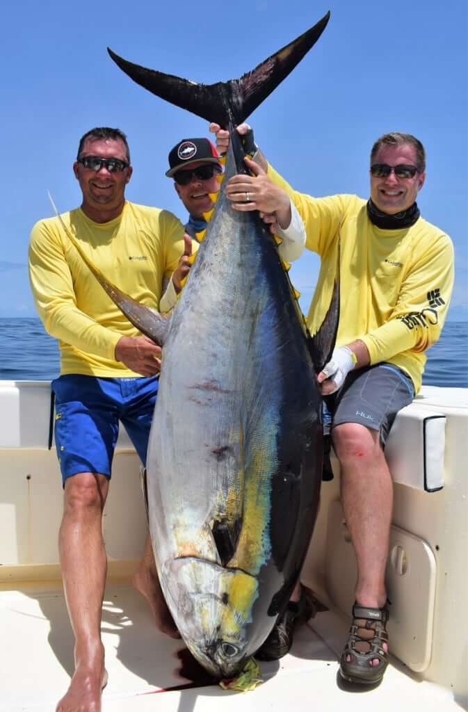 3 anglers with monster 230 lb. Yellowfin tuna