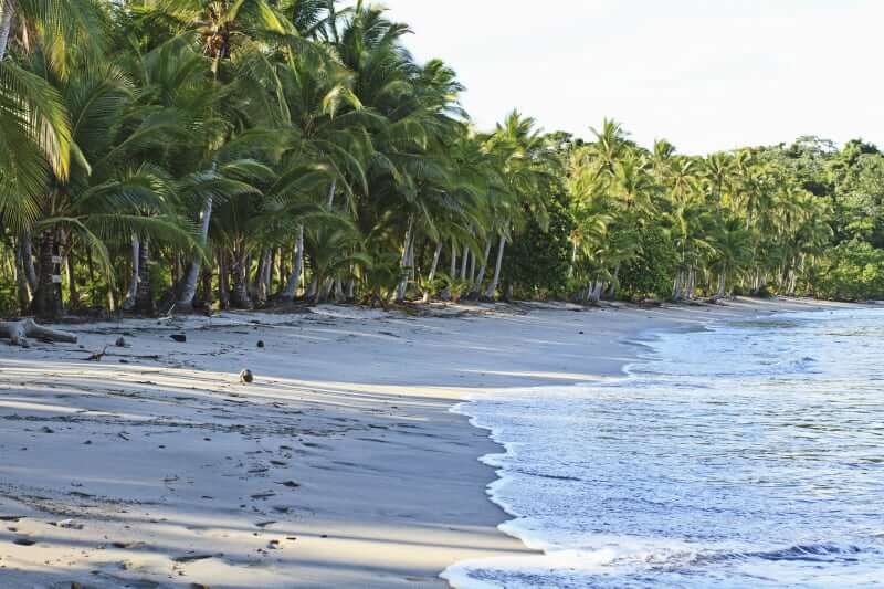 Beach with waves and Palm trees at Sport Fish Panama Island Lodge