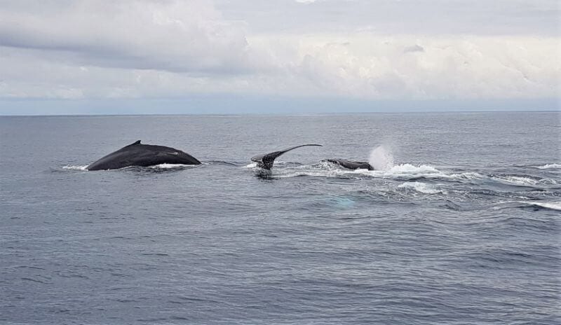 Whale breaching at Sport Fish Panama Island Lodge