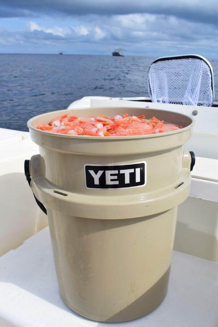 Yeti bucket full of shrimp on deck of The "SEA TOY" one of our World Cats at Sport Fish Panama Island Lodge