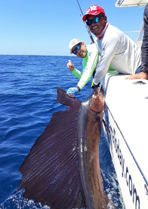 Mate releasing a Pacific Sailfish or 'Pez Vela'