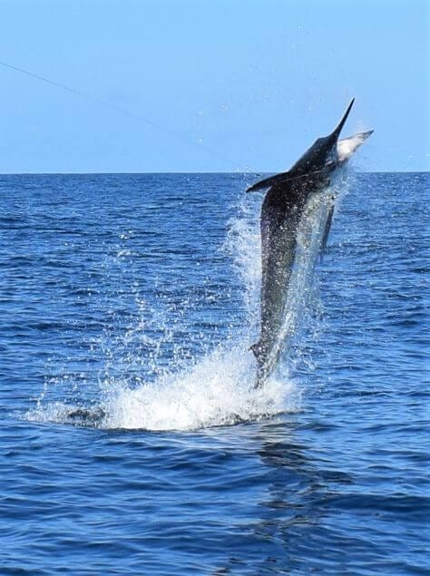 Black marlin jumping clear of water while hooked.  Sport Fish Panama Island Lodge