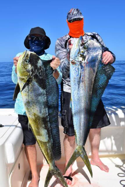 Two masked anglers posing with Dorado, also known as ‘Mahi-Mahi’ or ‘Dolphin’ 