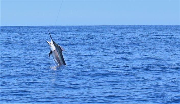 Marlin jumping while trying to throw the lure