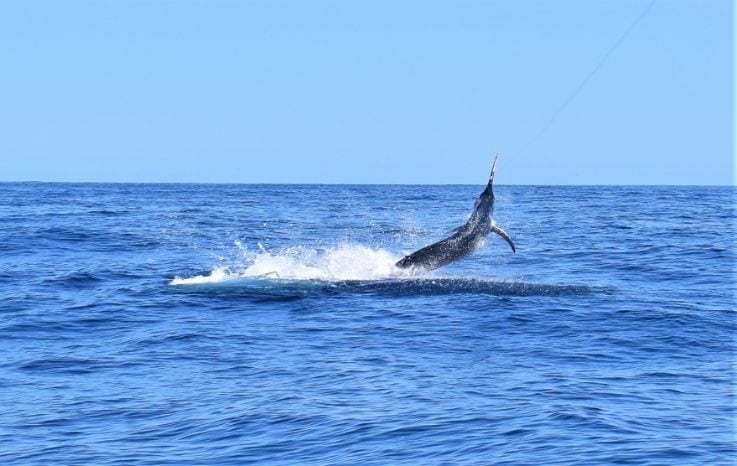 Marlin jumping and trying to throw the lure 