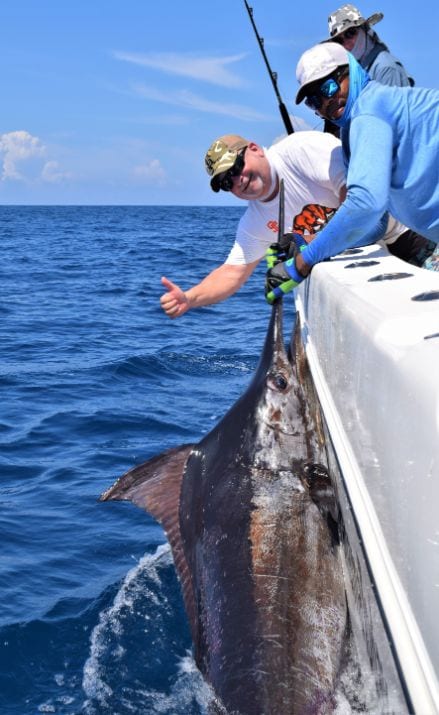 Mate releasing black marlin while angler gives thumbs up sigh