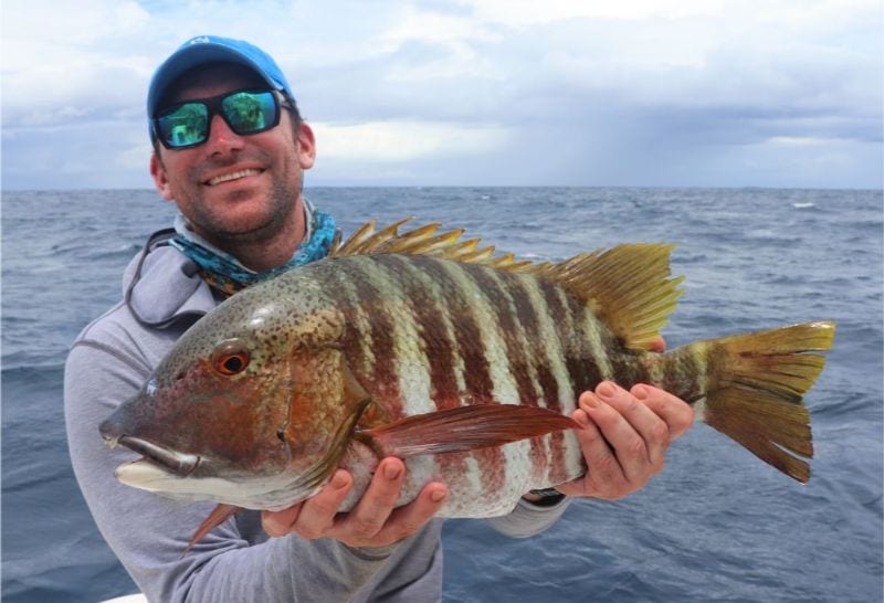 Mexican barred pargo a fish species found in Panama