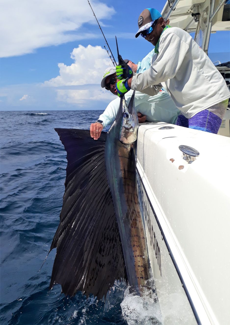Mate releasing sailfish while fishing at Sport Fish Panama Island Lodge