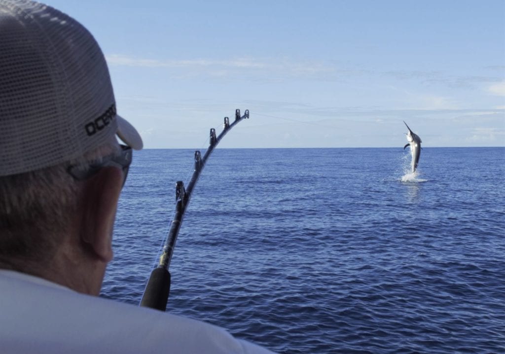 Hooked marlin jumping with angler holding rod in the foreground
