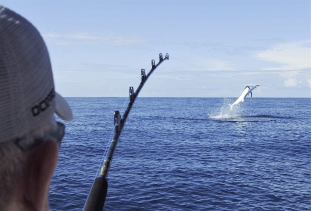 Marlin jumping clear of water while hooked