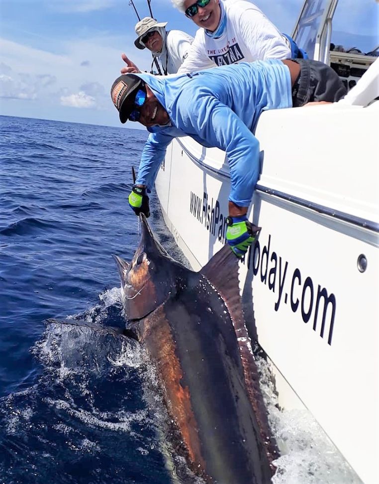 Mate releasing black marlin while anglers look on....