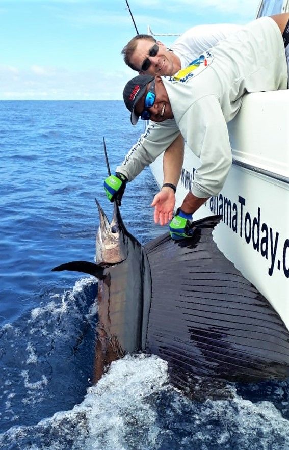 Sailfish release while fishing at Sport Fish Panama Island Lodge