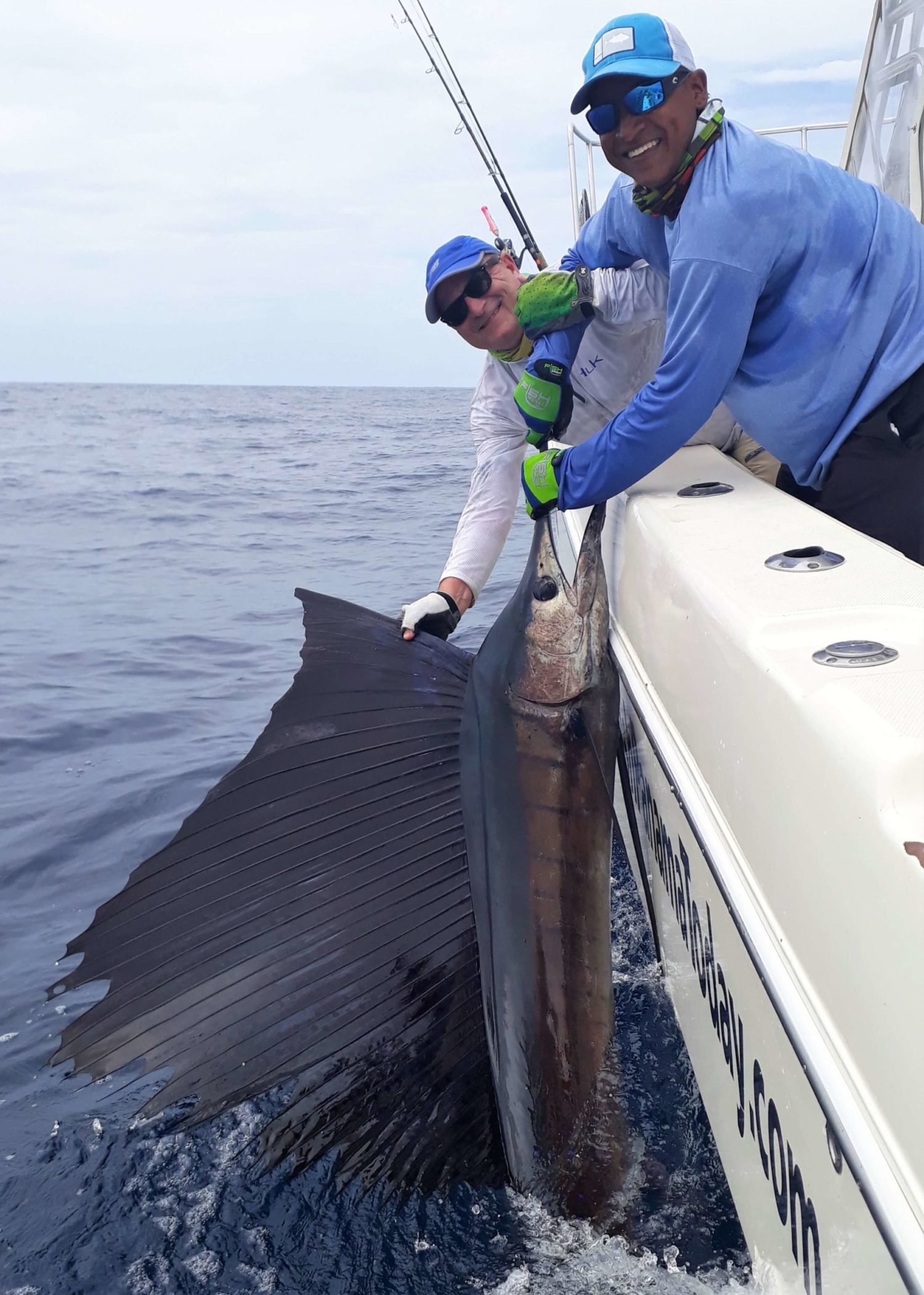 All About Sailfish Fishing and Catching a Sailfish in Panama