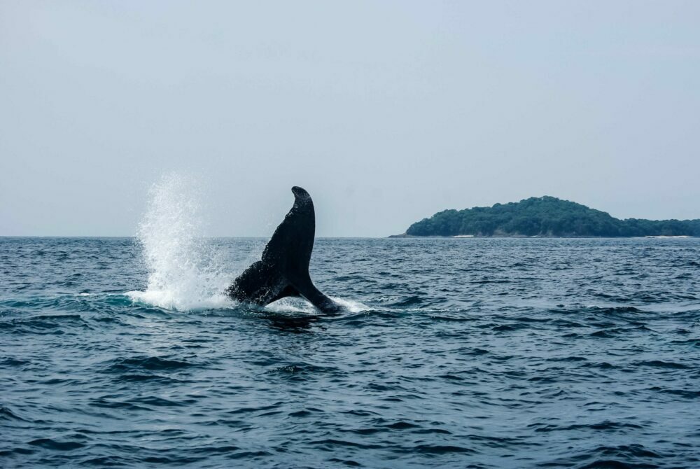 img-How to Experience the Best Whale Watching in Panama
