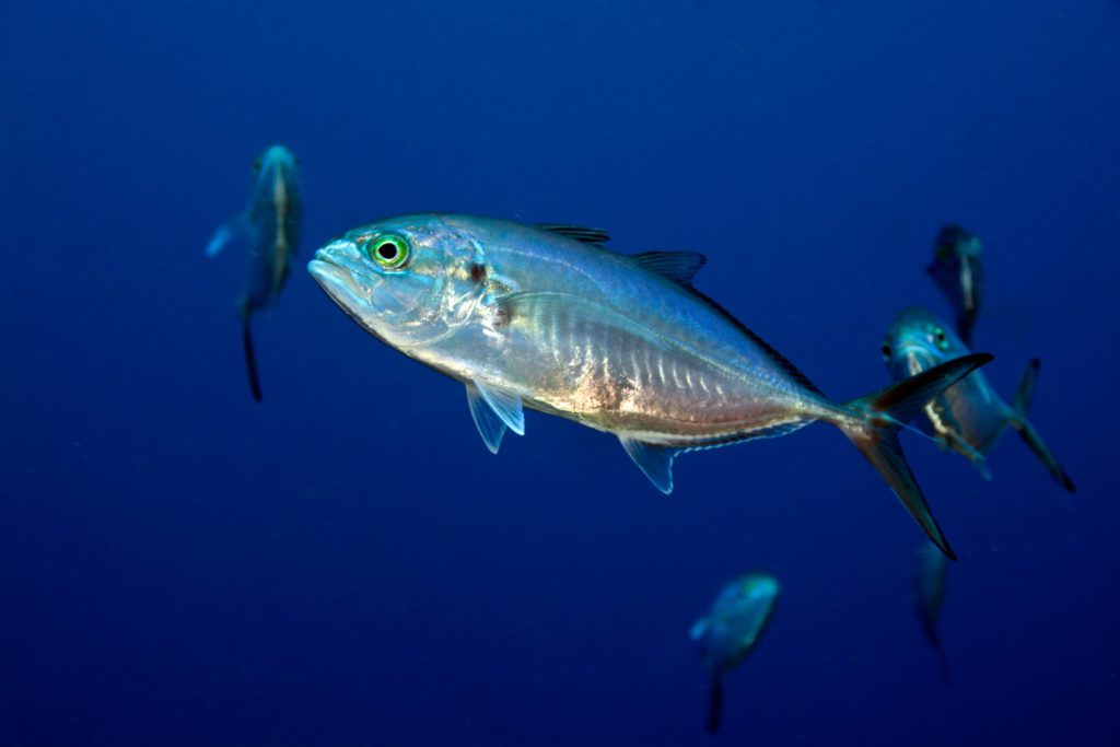 blue runner fishes in ocean
