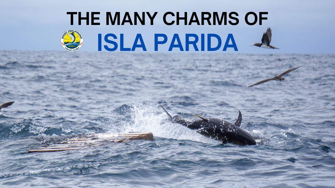 The Many Charms of Isla Parida