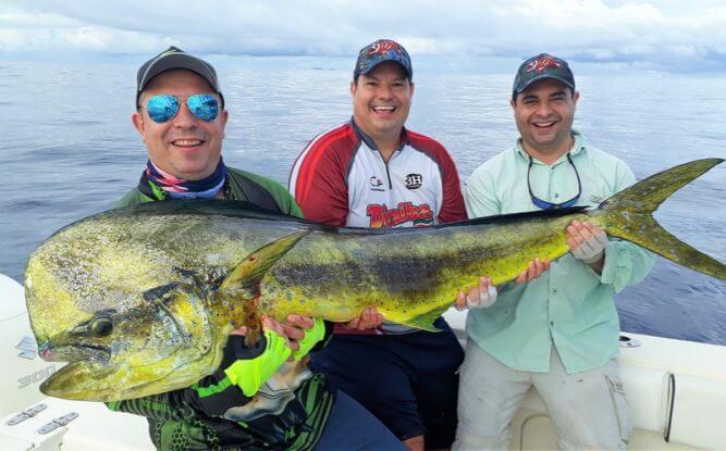 Three anglers holding large bull Dorado, also known as ‘Mahi-Mahi’ or ‘Dolphin’