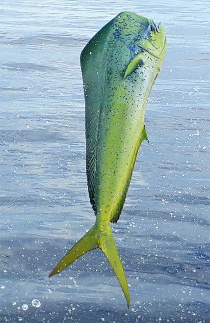 Bull dorado jumping free of water