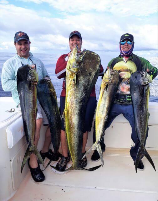 Three anglers posing with 5 Dorado, also known as ‘Mahi-Mahi’ or ‘Dolphin’