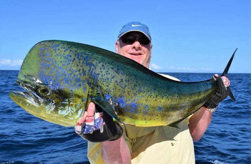 bull dorado panama