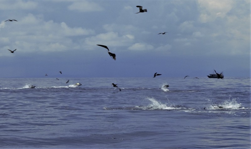 Tuna boil in Gulf of Chriqui - Fish Panama today