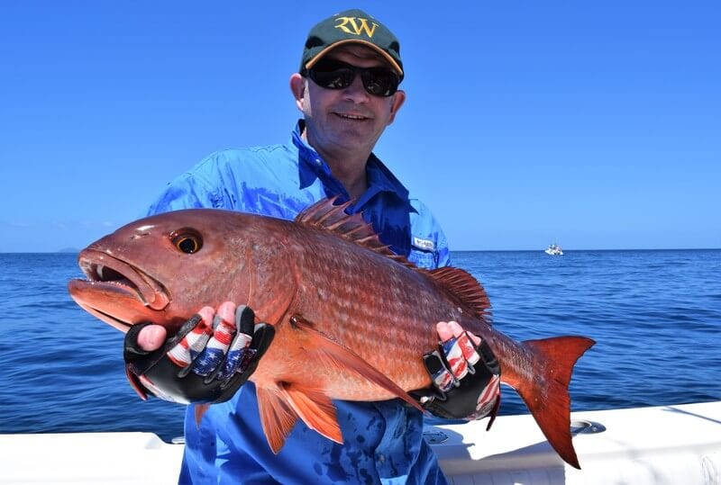 mullet snapper panama