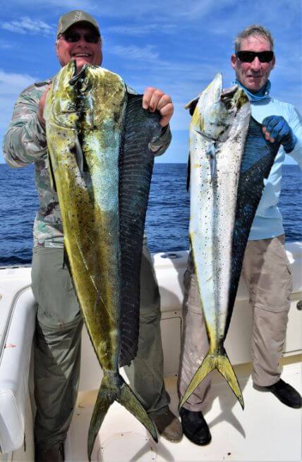Anglers posing with dorado, also known as ‘Mahi-Mahi’ or ‘Dolphin’