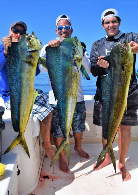 Three anglers posing with Dorado, also known as ‘Mahi-Mahi’ or ‘Dolphin’