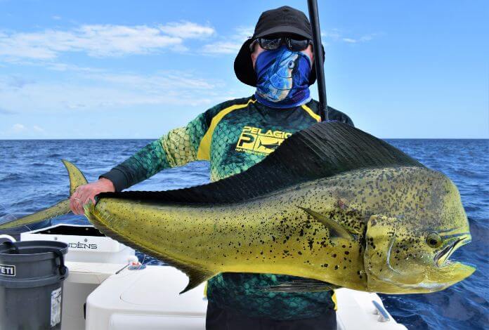 Angler holding bull Dorado, also known as ‘Mahi-Mahi’ or ‘Dolphin’
