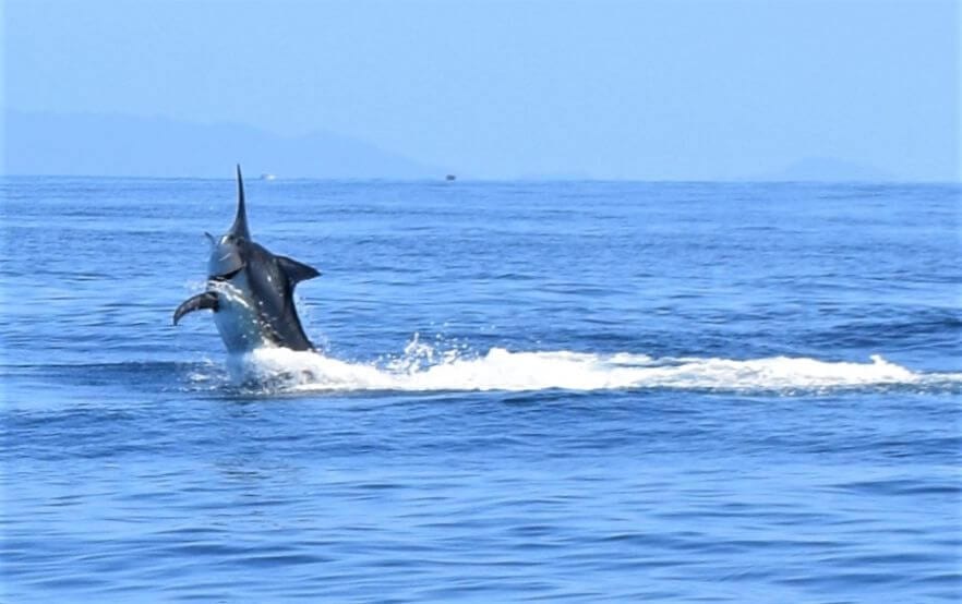 Black marlin on the hook, rising out of water.  Panama coast in the background