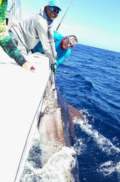 Mate releasing black marlin alongside a World Cat catamaran.