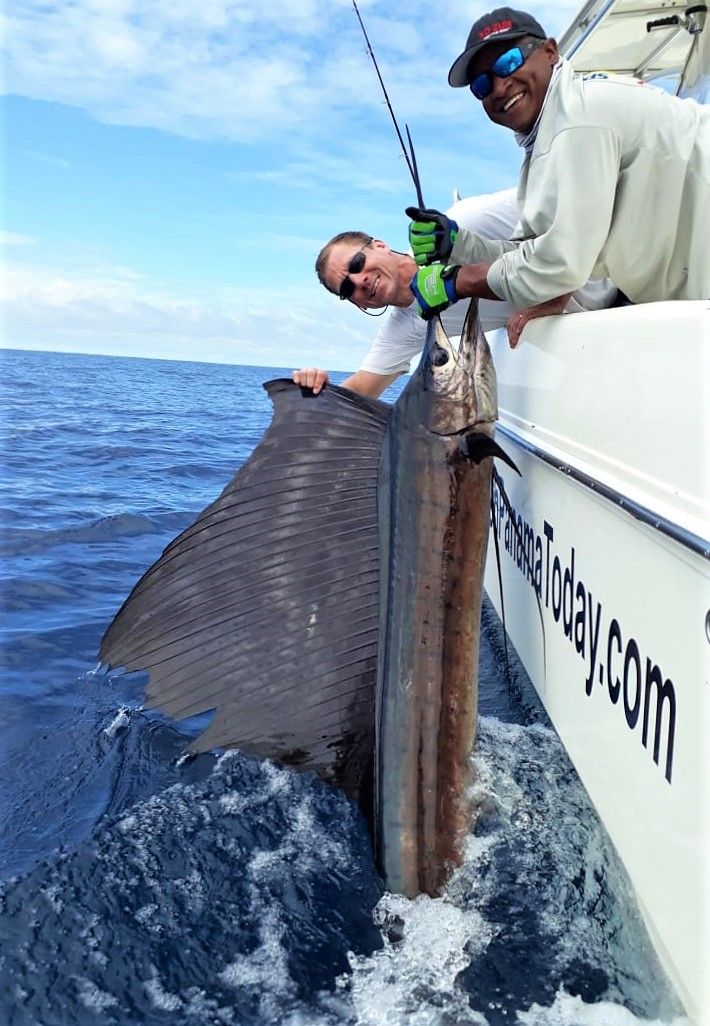 Releasing sailfish while fishing at Sport Fish Panama Island Lodge