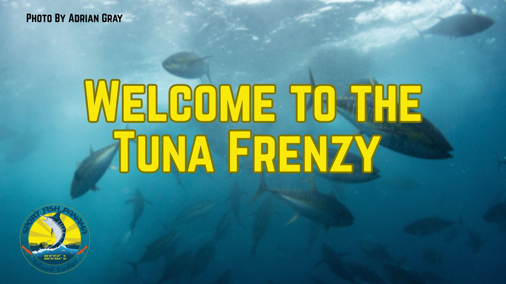 Welcome Tooffish Welcome to the Tuna Frenzy - Fish Panama Today
